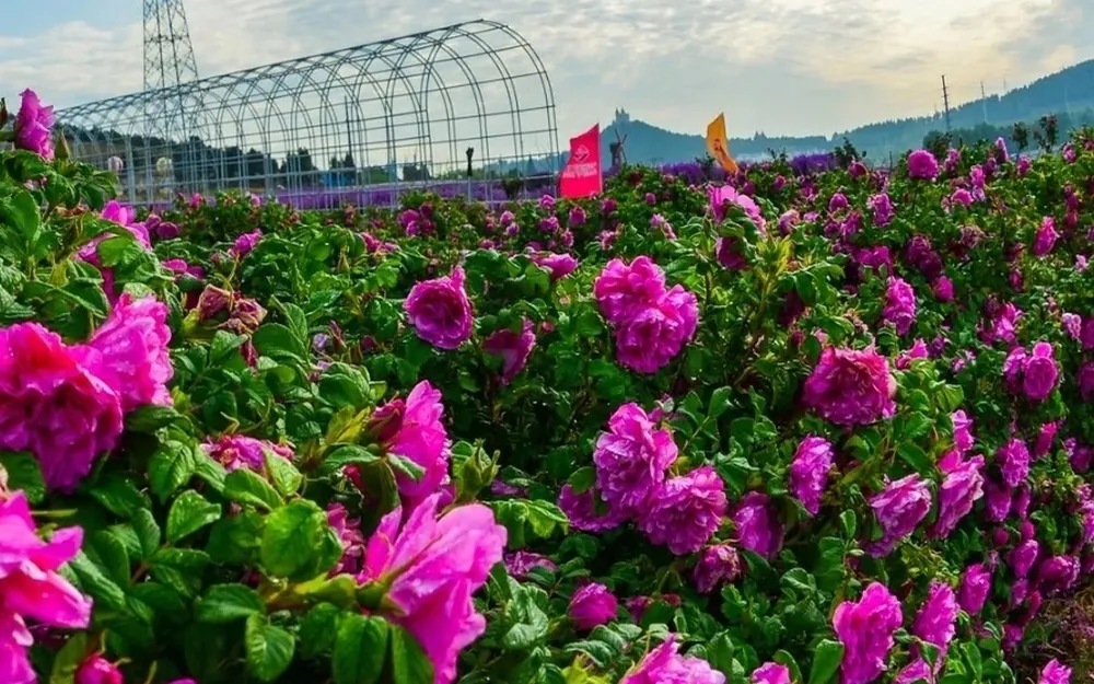 Tang Wuxia rose farm in Cuiping Mountain, Pingyin