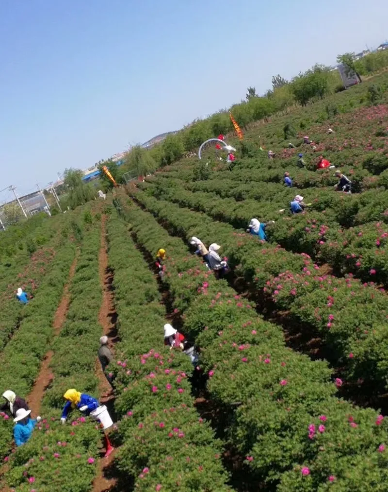 Hand-picked at dawn by local farming families - Pingyin, Shandong